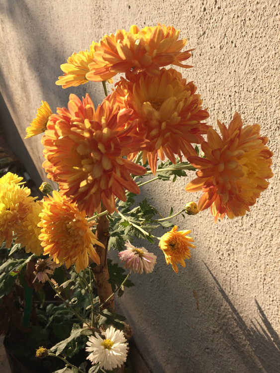 chrysanthemums
